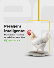 Balança automática para pesagem de frango de corte.